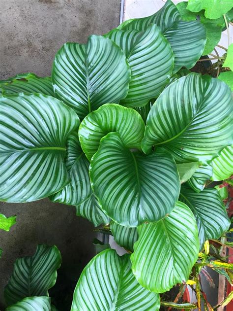 面北陽台植物 風流財子8